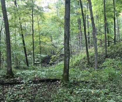 Wooded area of a hunting lease.