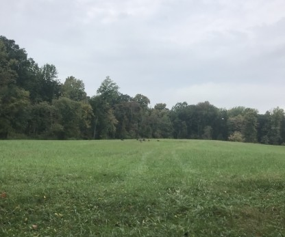 Wildlife in a field on a hunting lease.