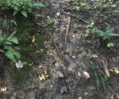 Deer track on a private hunting lease.